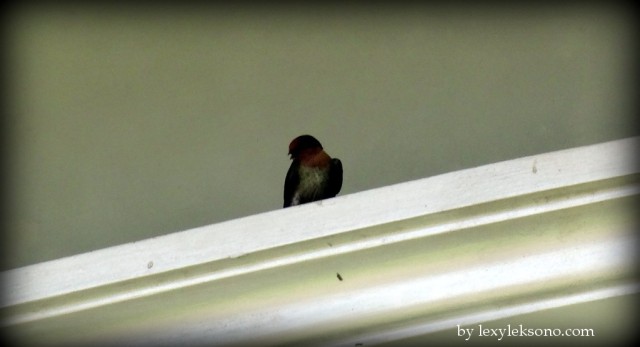Swallow resting for a while