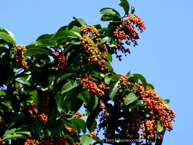 Buni fruit. Plenty of them for the birds to feast. 